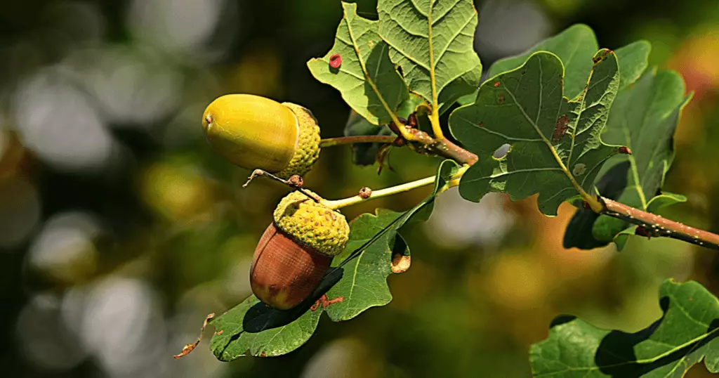 Acorn on oak tree