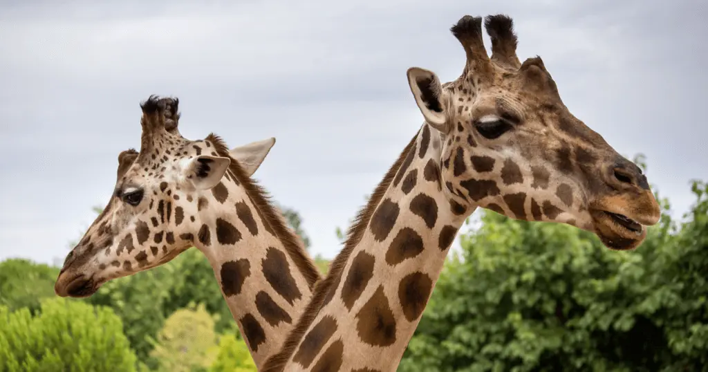 Giraffes at Zoo